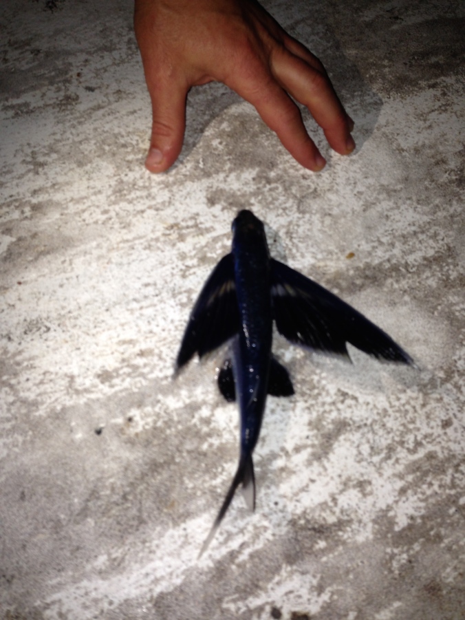 Flying fish sometimes land on deck at night