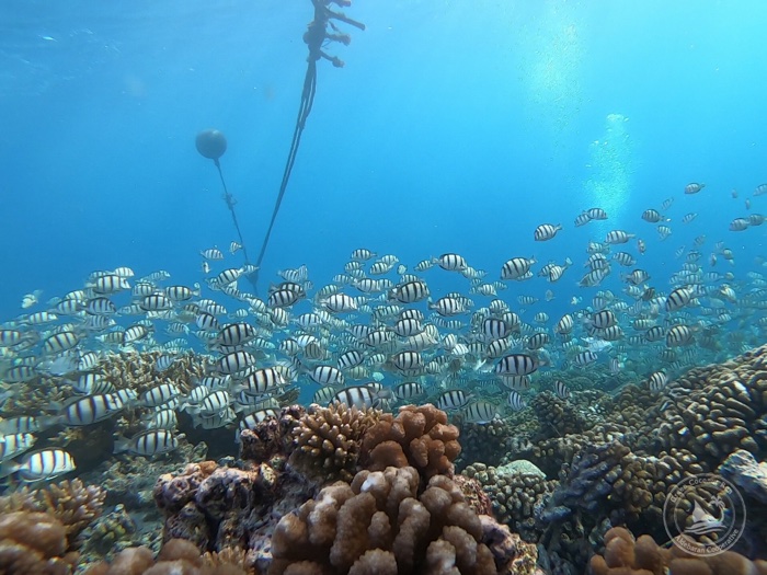 Surgeonfish Spawning | Green Coconut Run